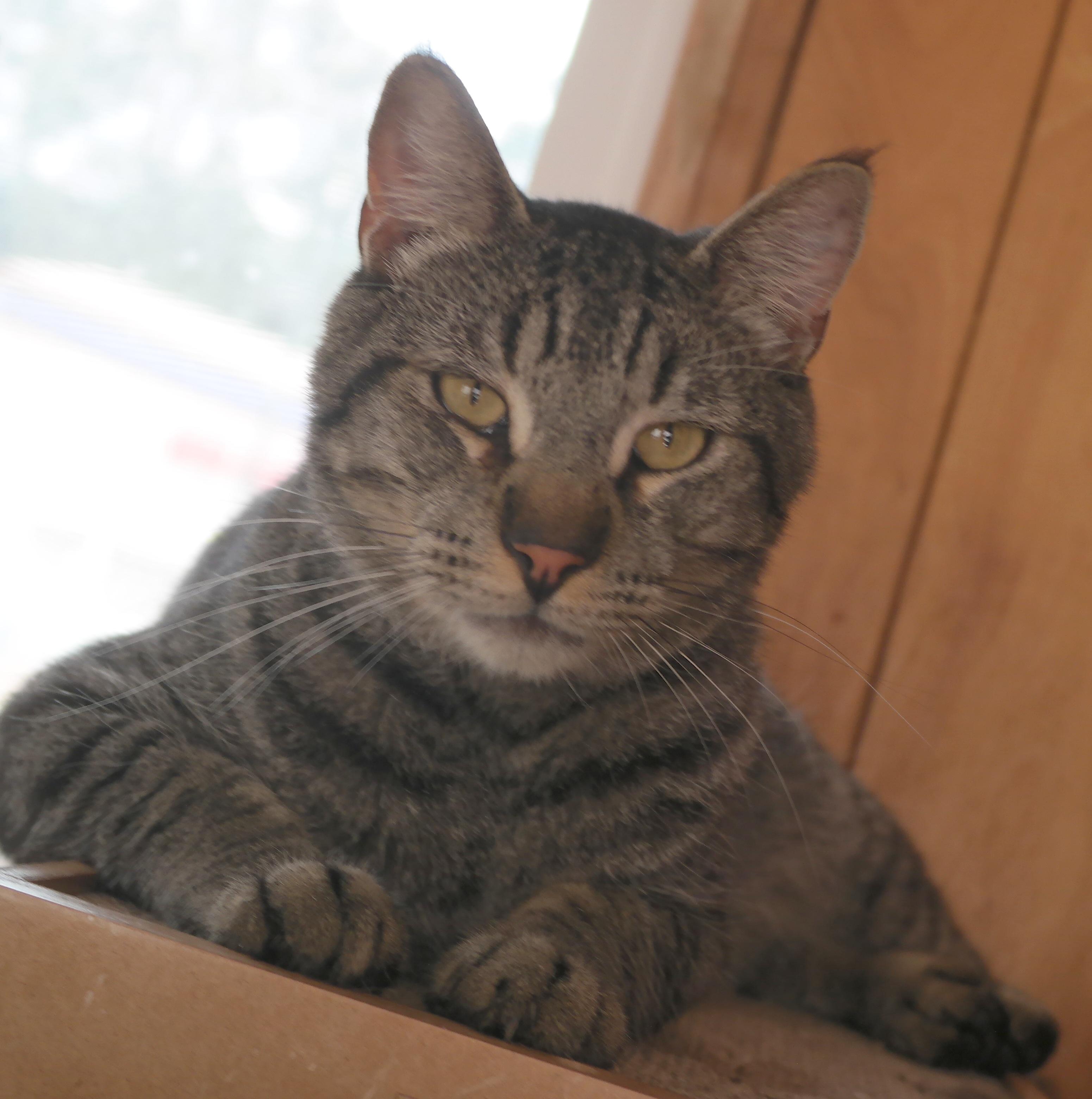 GRANDPA, an adoptable Domestic Short Hair in Lower Lake, CA, 95457 | Photo Image 1