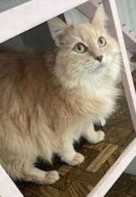 Orlando, an adoptable Domestic Long Hair Mix in Waverly, IA_image-1