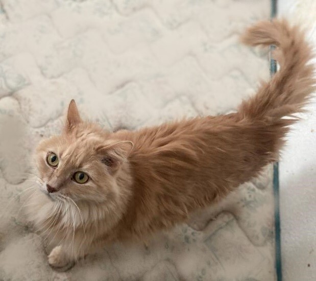 Orlando, an adoptable Domestic Long Hair Mix in Waverly, IA_image-5
