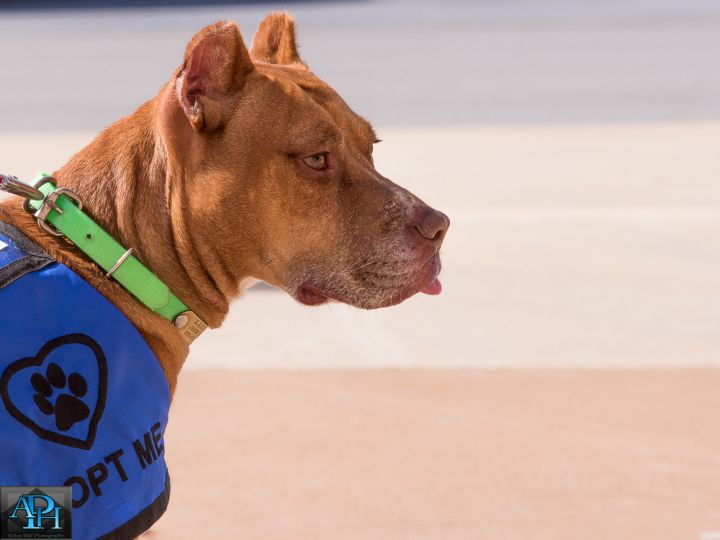 Rosie, an adoptable Pit Bull Terrier in Dawson, GA_image-3