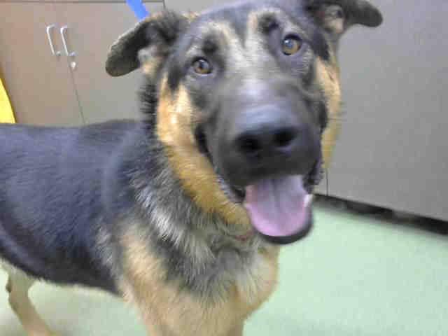 Autry--ADOPTED!! 2