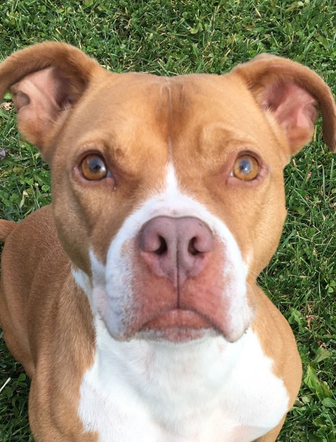 Red nose pitbull store and boxer mix