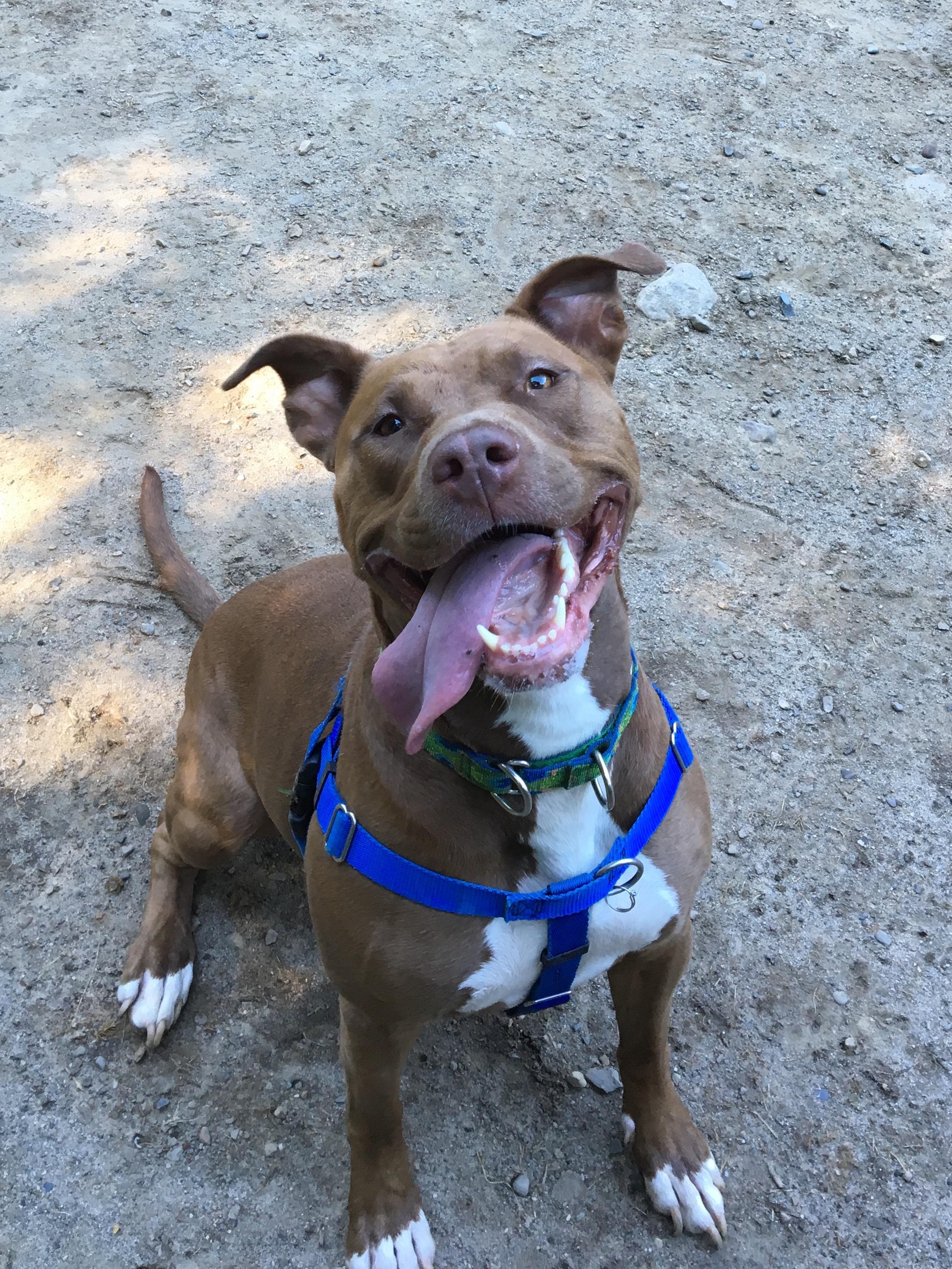 GAIA, an adoptable American Staffordshire Terrier, Labrador Retriever in Morris, NY, 13808 | Photo Image 1