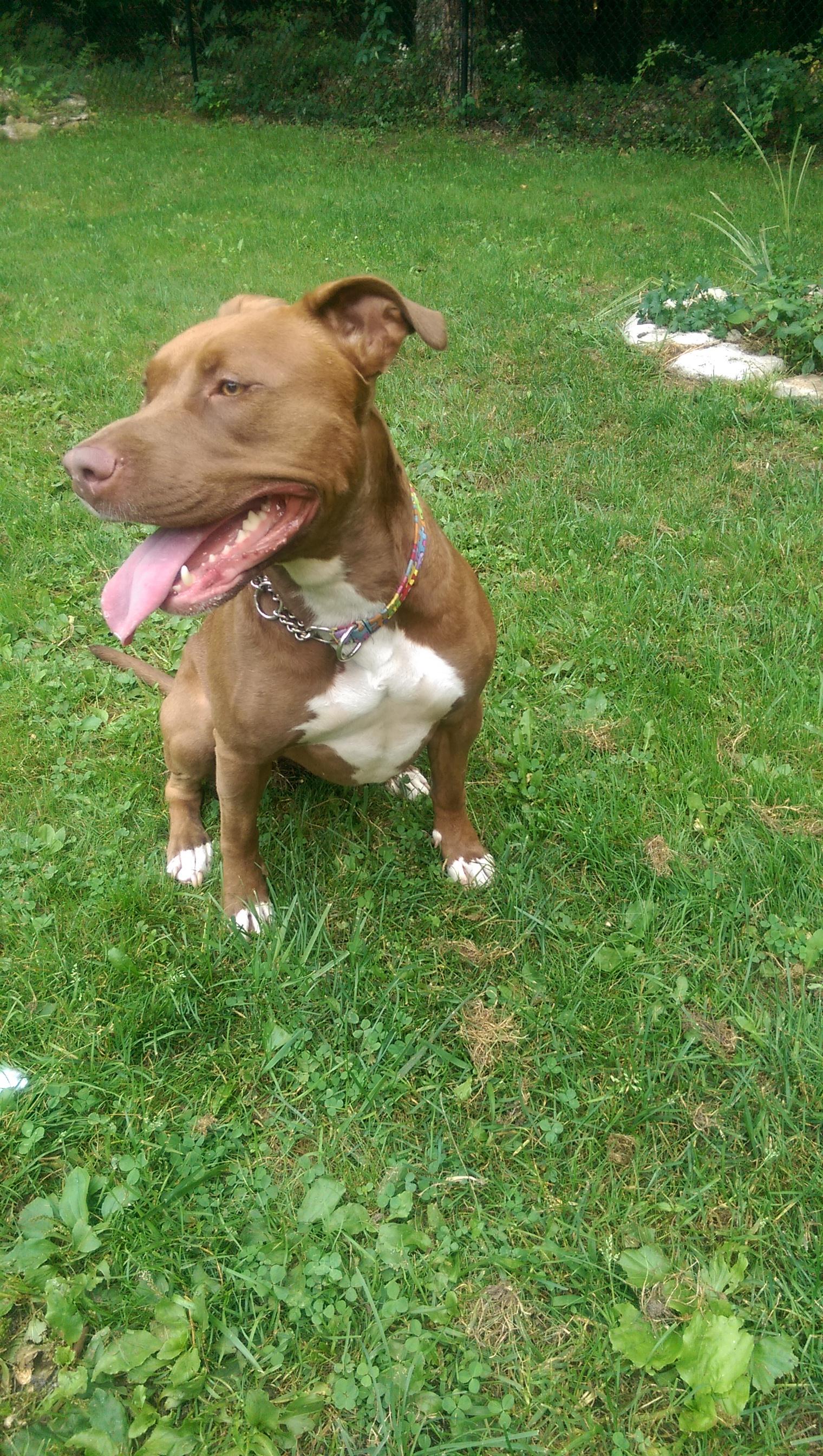 GAIA, an adoptable American Staffordshire Terrier, Labrador Retriever in Morris, NY, 13808 | Photo Image 2