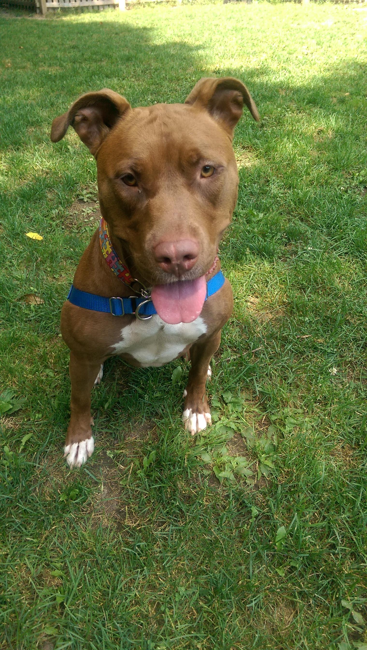 GAIA, an adoptable American Staffordshire Terrier, Labrador Retriever in Morris, NY, 13808 | Photo Image 3