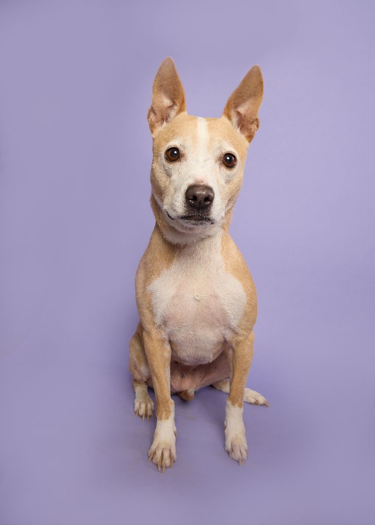 Chloe* A125261, an adoptable Pit Bull Terrier, Boston Terrier in Plano, TX, 75093 | Photo Image 3