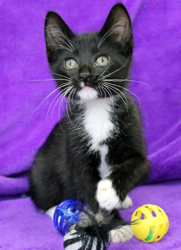 Mittens: Adopted! 3