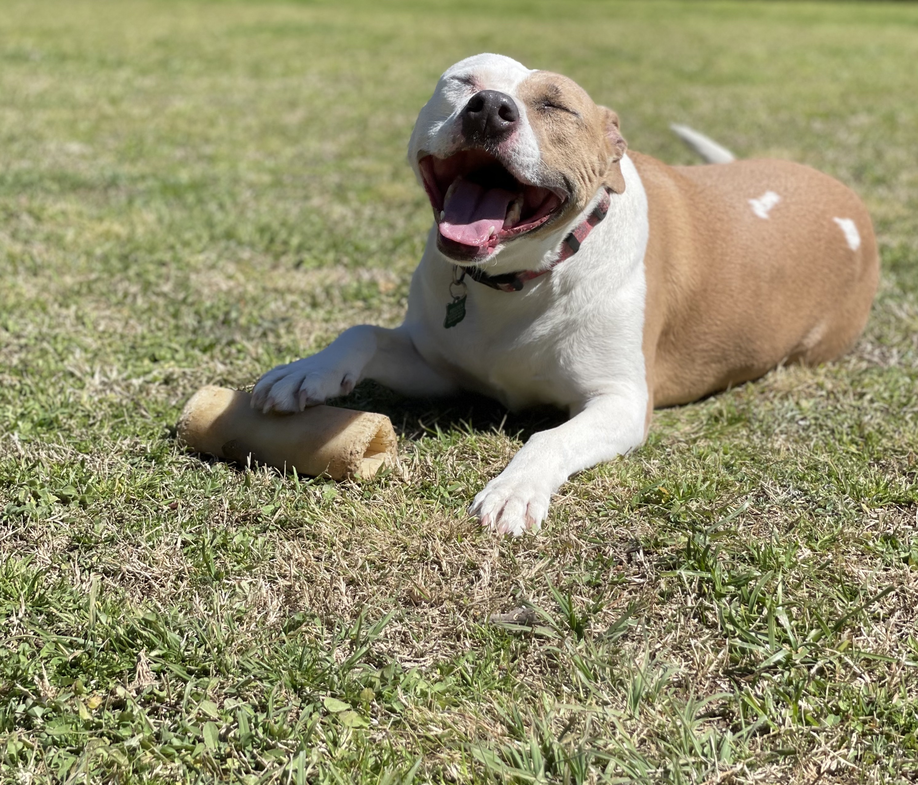 Echo, an adoptable Terrier, Labrador Retriever in Bryan, TX, 77803 | Photo Image 1