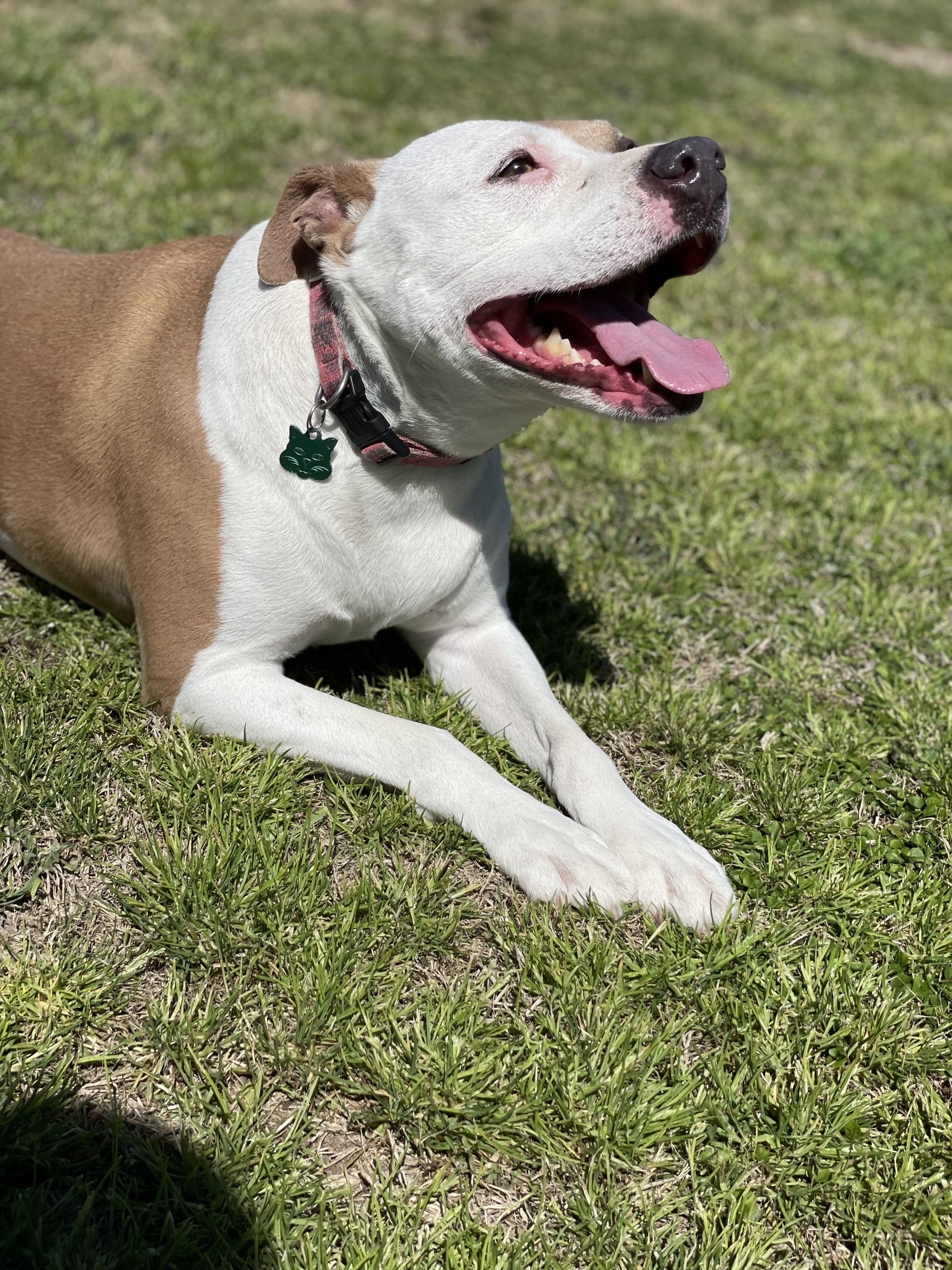 Echo, an adoptable Terrier, Labrador Retriever in Bryan, TX, 77803 | Photo Image 2