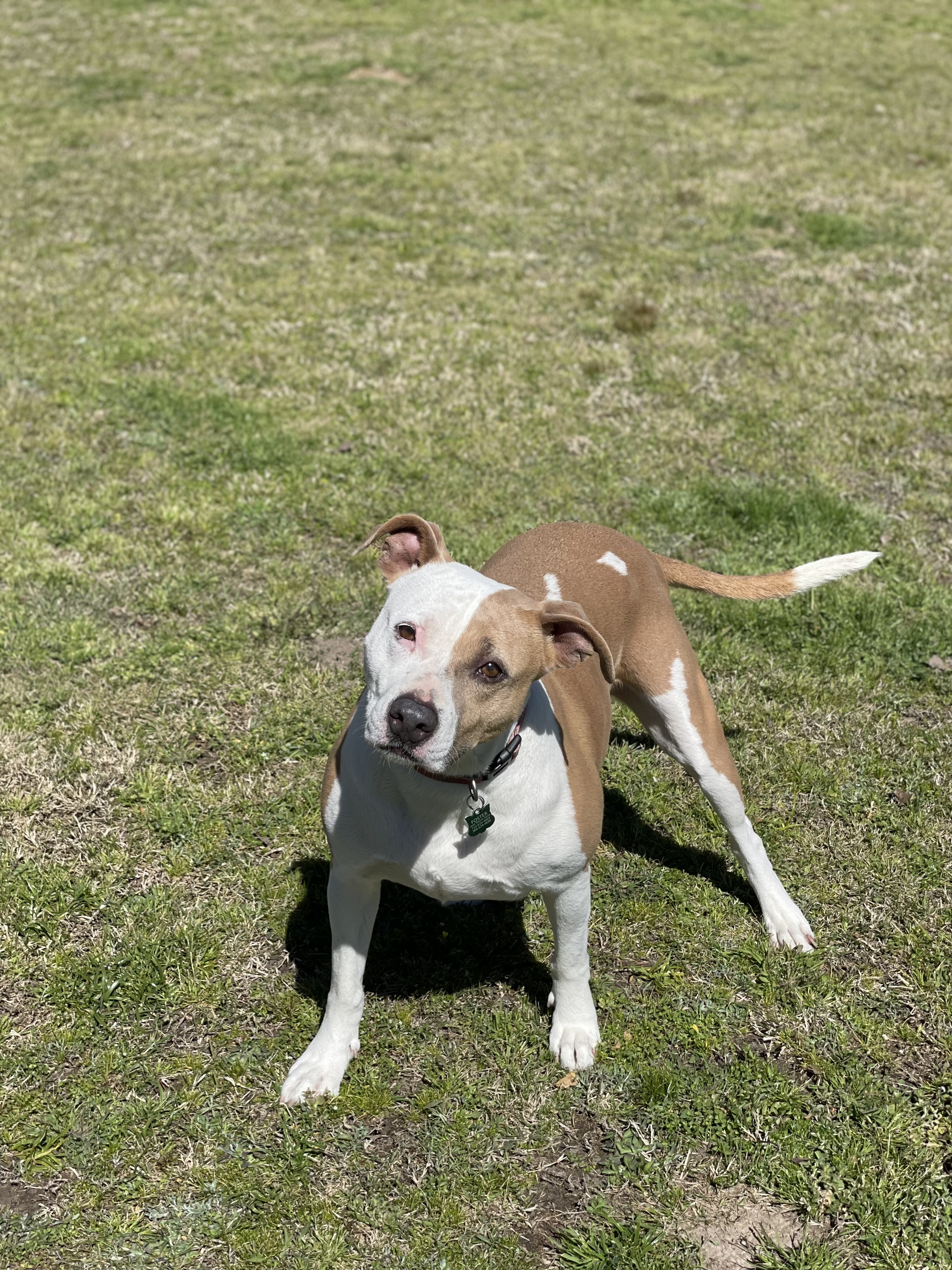 Echo, an adoptable Terrier, Labrador Retriever in Bryan, TX, 77803 | Photo Image 4