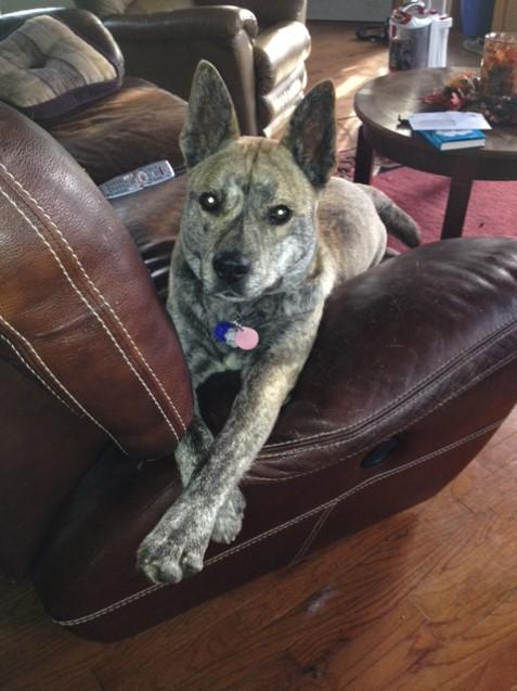 Zeelander-MISSING DOG-REWARD OFFERED, an adoptable Australian Cattle Dog / Blue Heeler in Macomb, MI, 48042 | Photo Image 1