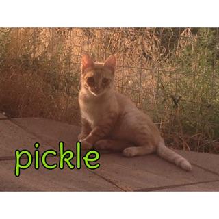 Pickle detail page