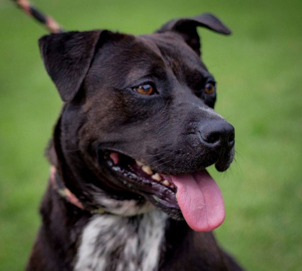 Impulse, an adoptable Pit Bull Terrier in Staley, NC, 27355 | Photo Image 1