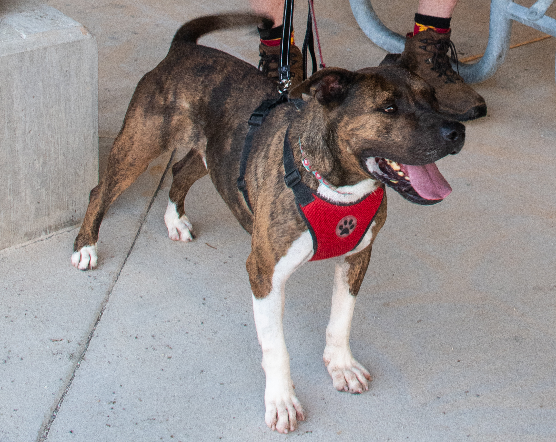 Tonka - toys, toys, toys, an adoptable Pit Bull Terrier in Midlothian, VA, 23112 | Photo Image 2