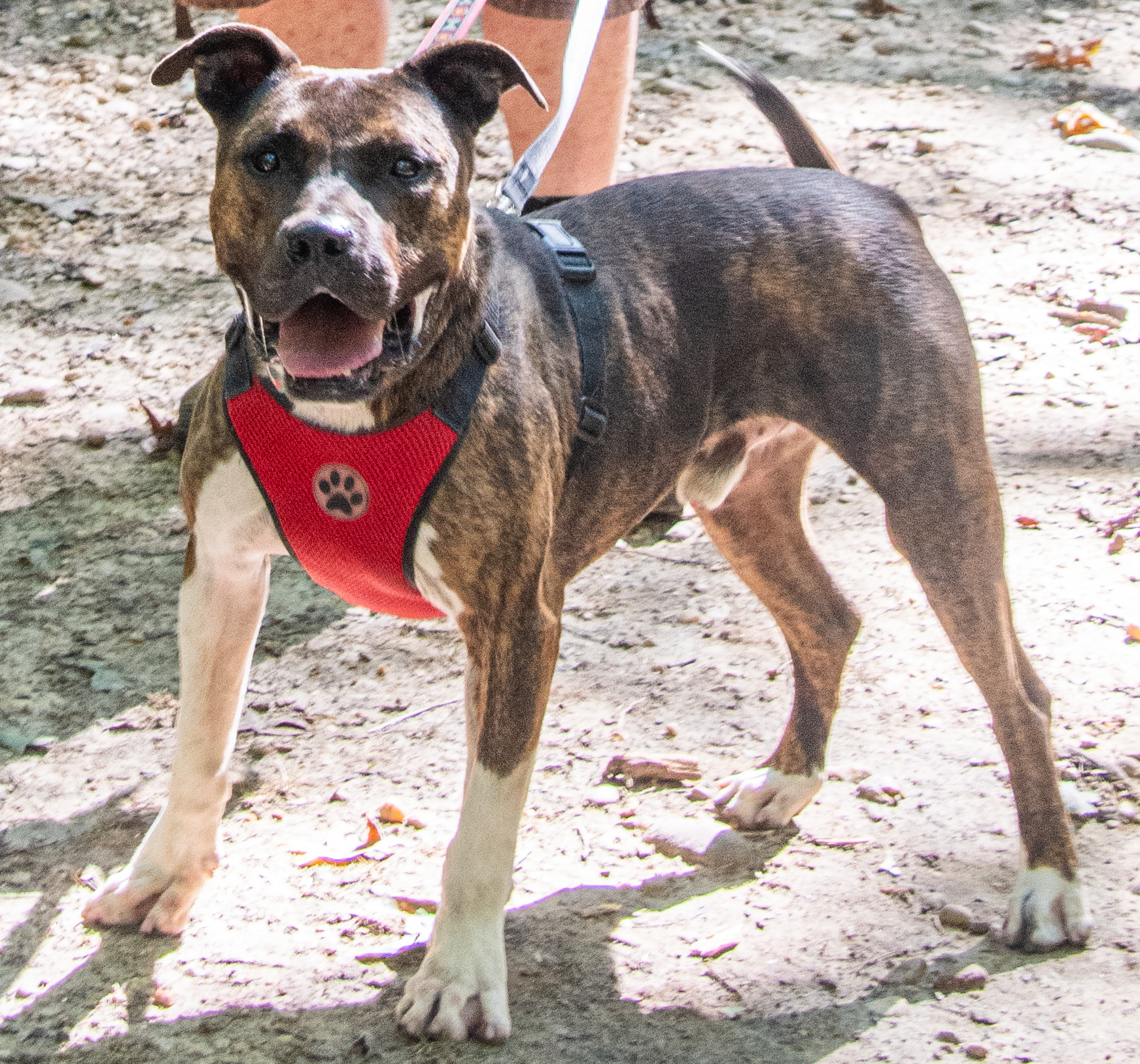 Tonka - toys, toys, toys, an adoptable Pit Bull Terrier in Midlothian, VA, 23112 | Photo Image 3