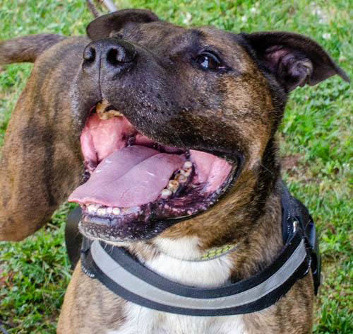 Tonka - toys, toys, toys, an adoptable Pit Bull Terrier in Midlothian, VA, 23112 | Photo Image 4