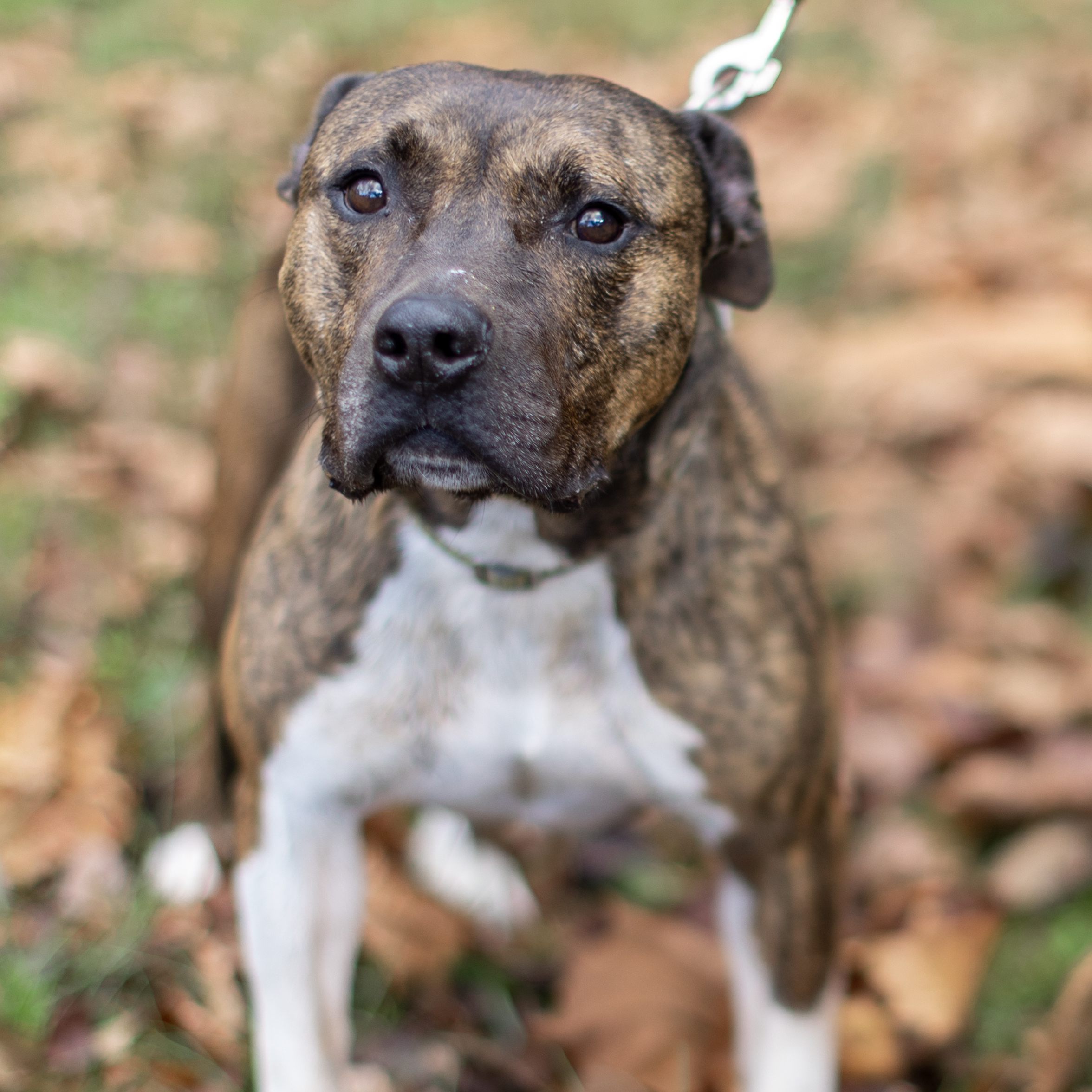 Tonka - toys, toys, toys, an adoptable Pit Bull Terrier in Midlothian, VA, 23112 | Photo Image 1