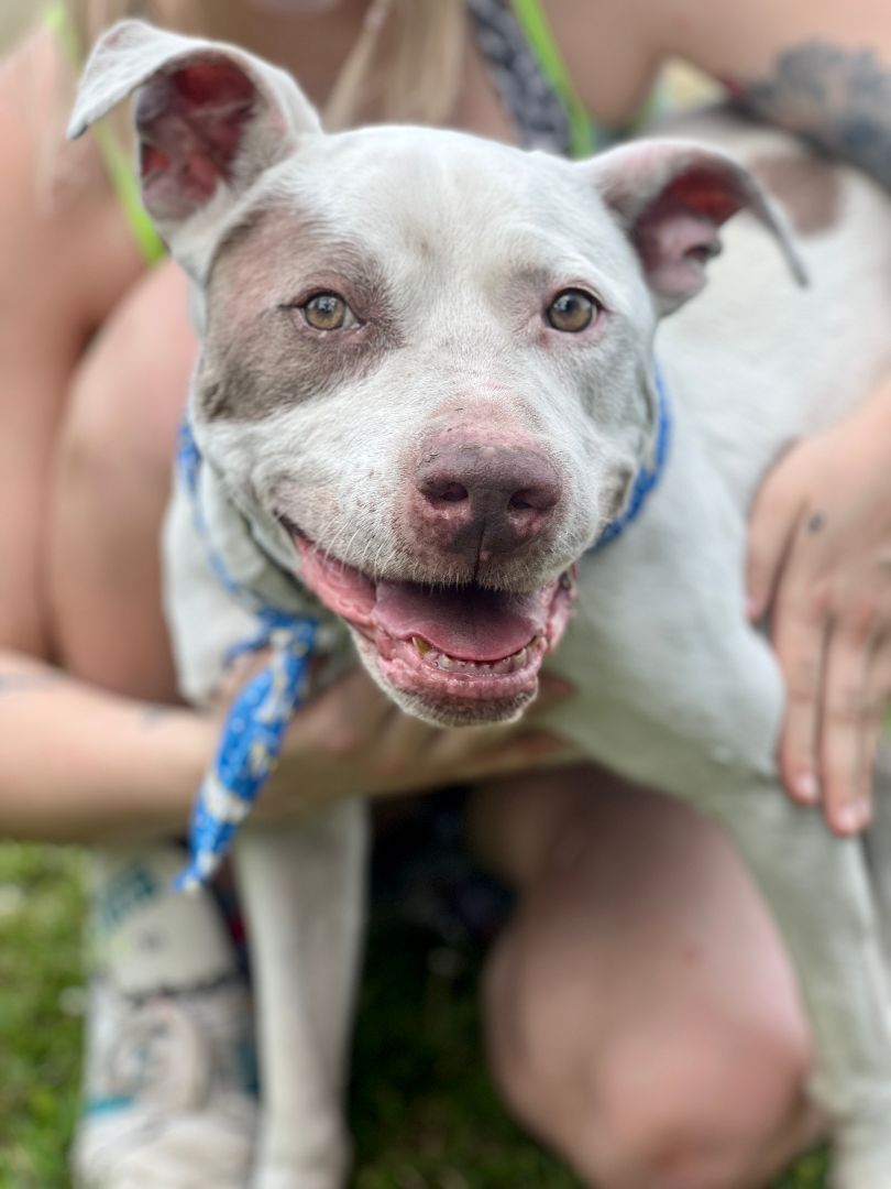 Chance, an adoptable Pit Bull Terrier in Brentwood, TN, 37027 | Photo Image 1