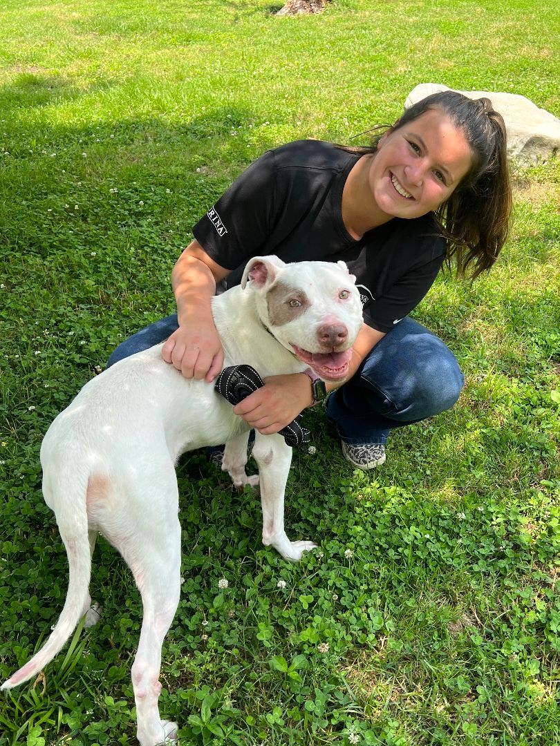 Chance, an adoptable Pit Bull Terrier in Brentwood, TN, 37027 | Photo Image 2