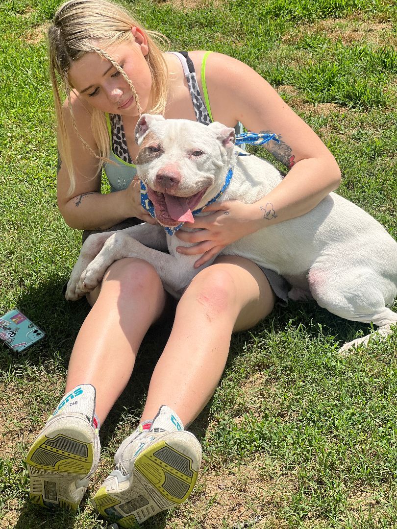 Chance, an adoptable Pit Bull Terrier in Brentwood, TN, 37027 | Photo Image 5