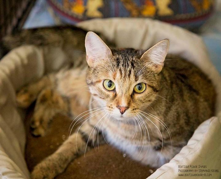 Solène, an adopted Torbie & Domestic Short Hair Mix in Montreal, QC_image-2