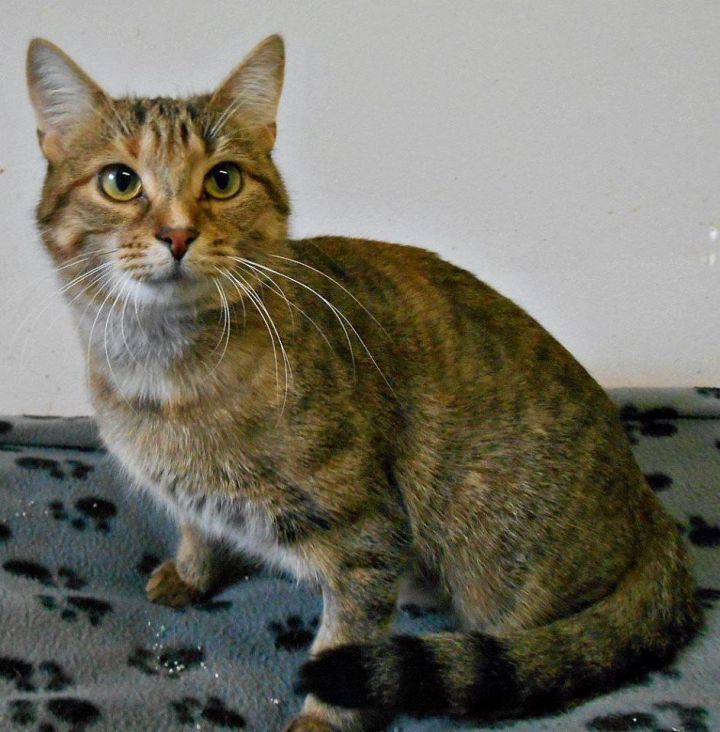 Solène, an adopted Torbie & Domestic Short Hair Mix in Montreal, QC_image-3