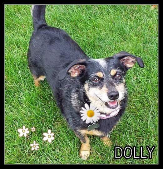 Dolly 3