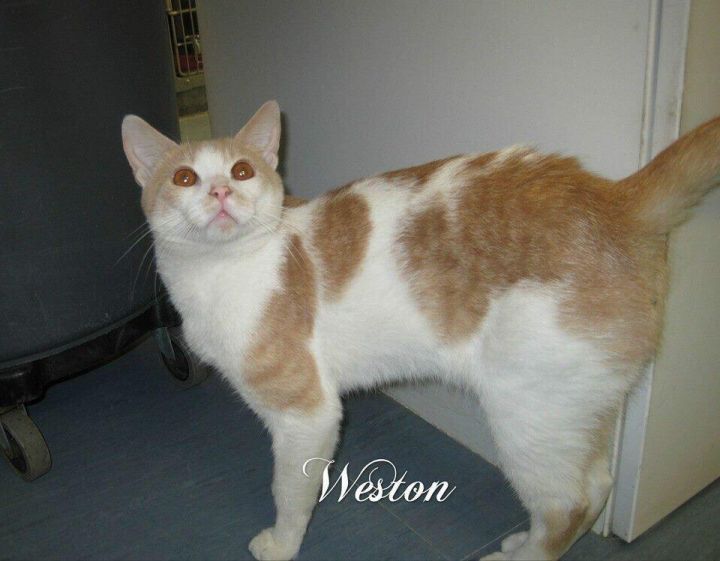 Weston-Adopted! 2