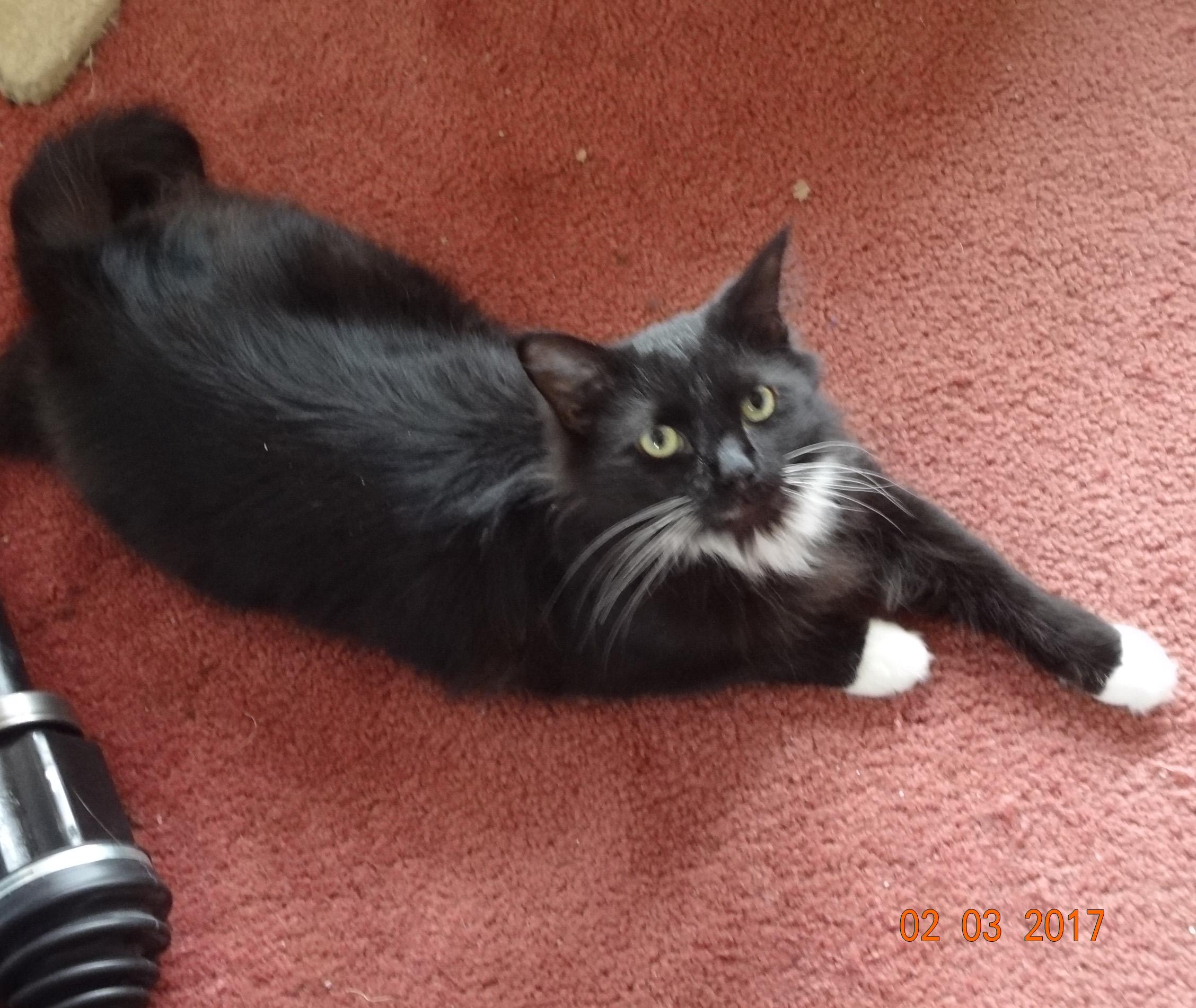 felix, an adoptable Tuxedo in Saint Albans, WV, 25177 | Photo Image 1