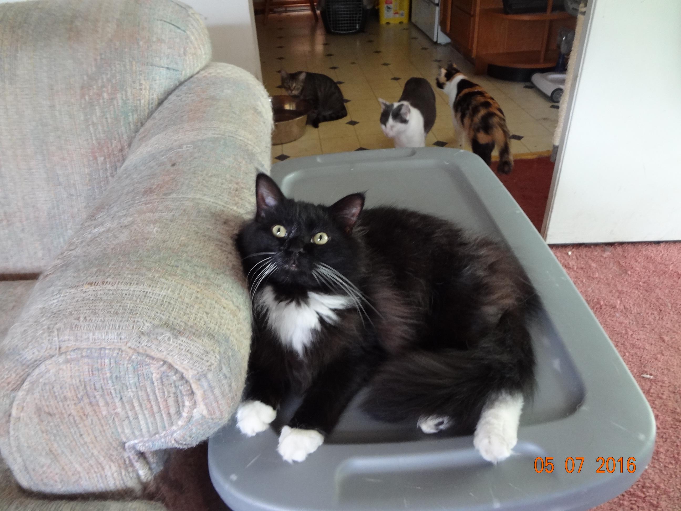felix, an adoptable Tuxedo in Saint Albans, WV, 25177 | Photo Image 2