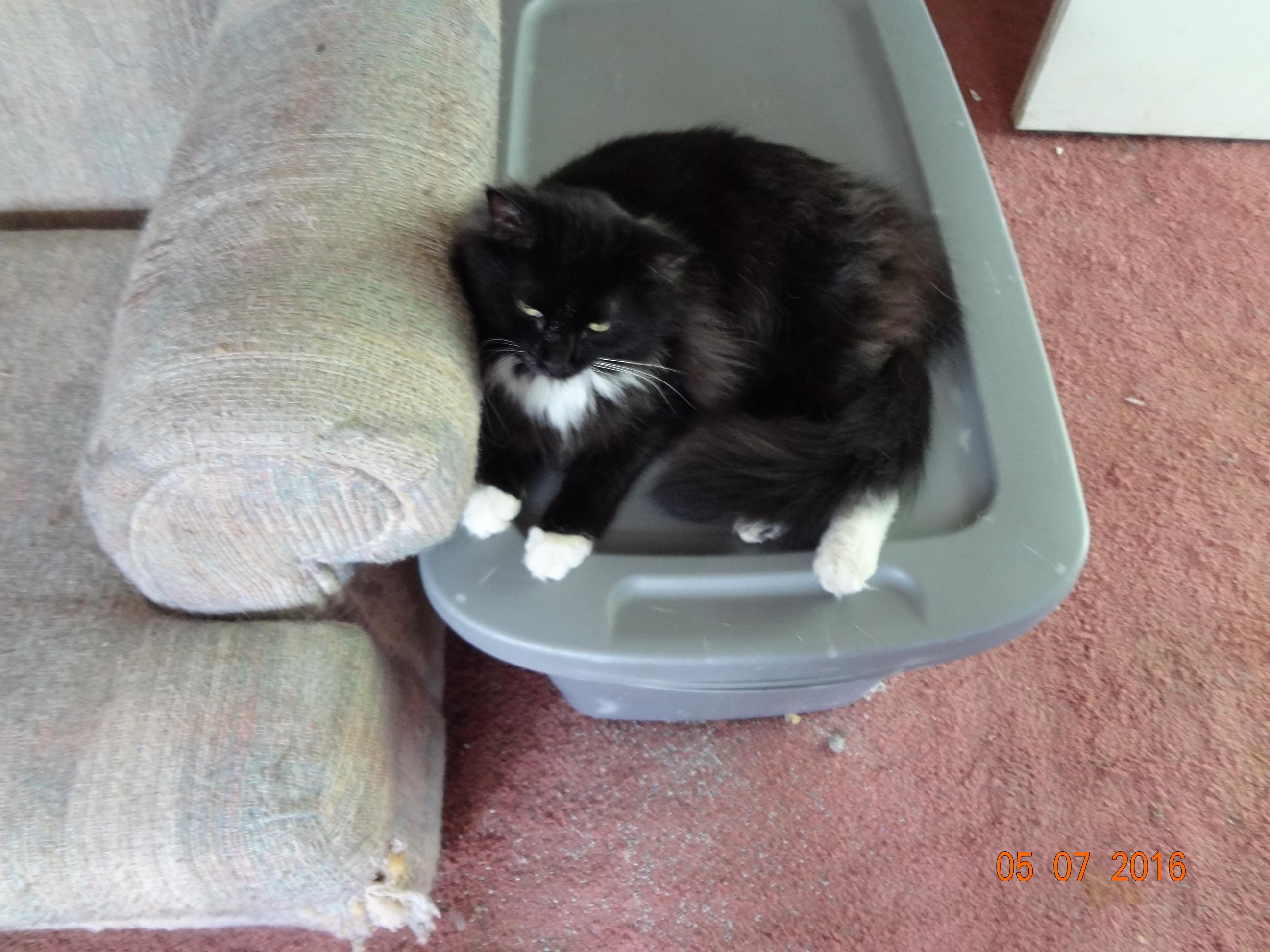 felix, an adoptable Tuxedo in Saint Albans, WV, 25177 | Photo Image 3
