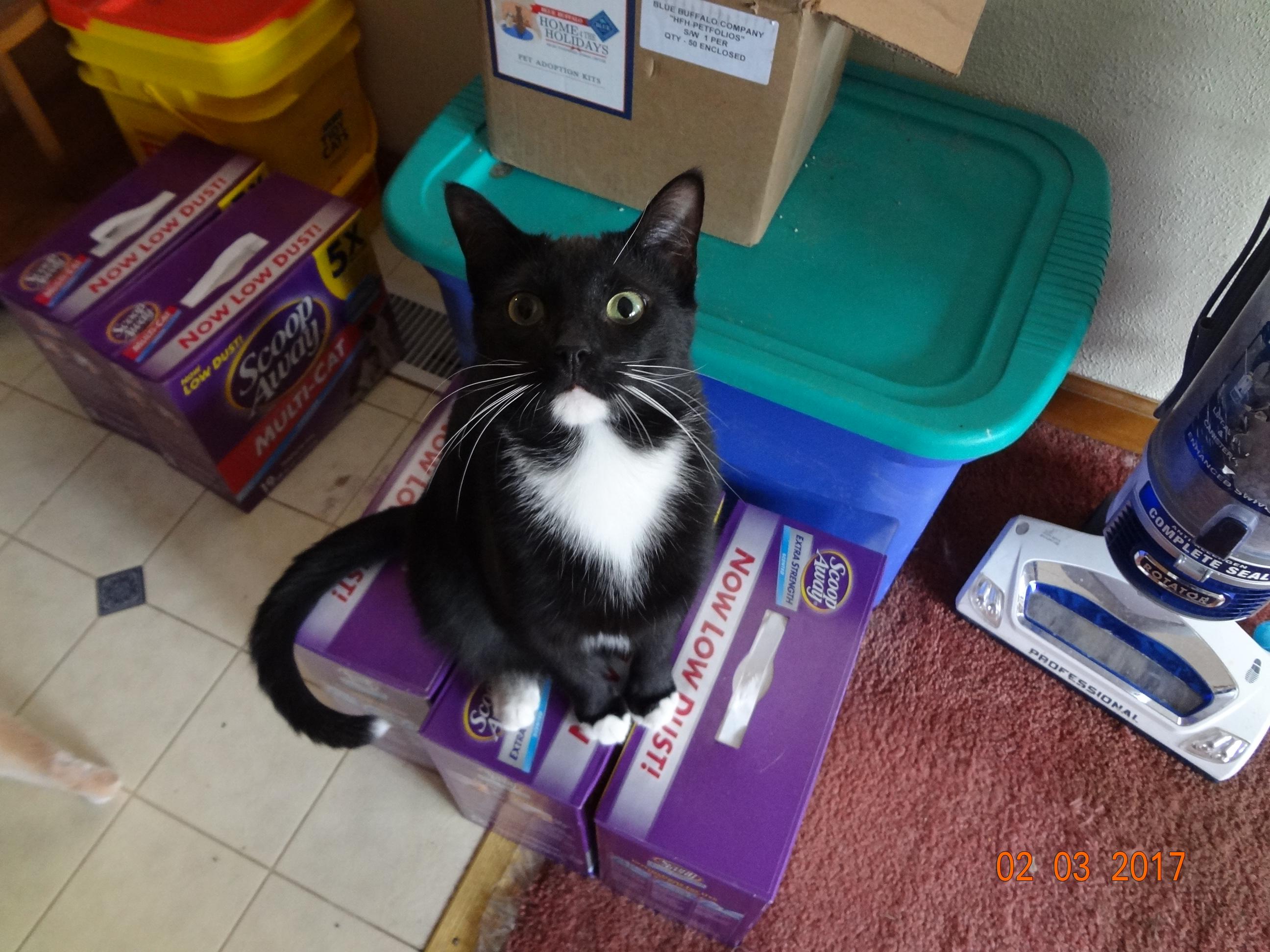 Andy, an adoptable Tuxedo, Domestic Short Hair in Saint Albans, WV, 25177 | Photo Image 2