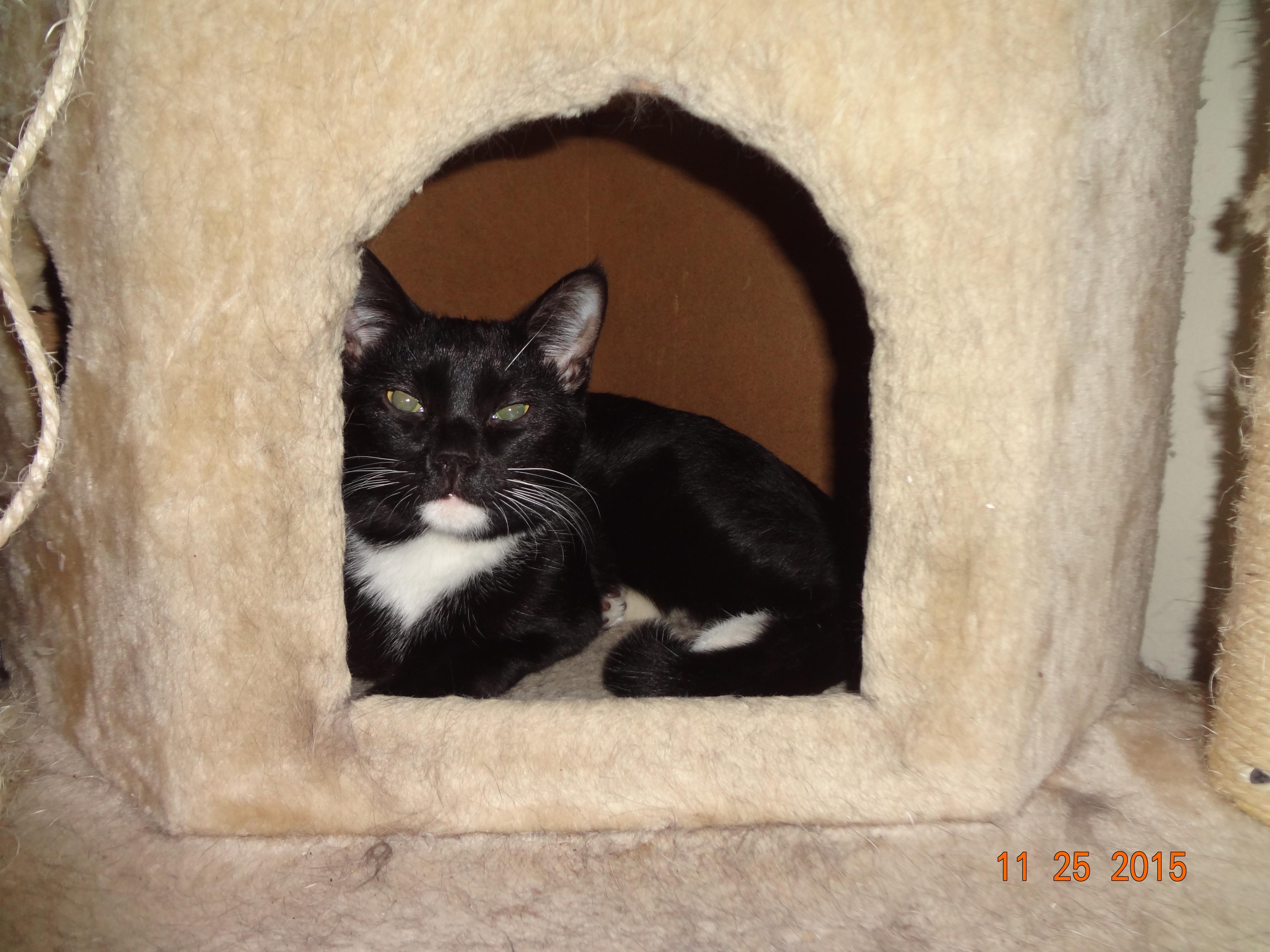Andy, an adoptable Tuxedo, Domestic Short Hair in Saint Albans, WV, 25177 | Photo Image 3