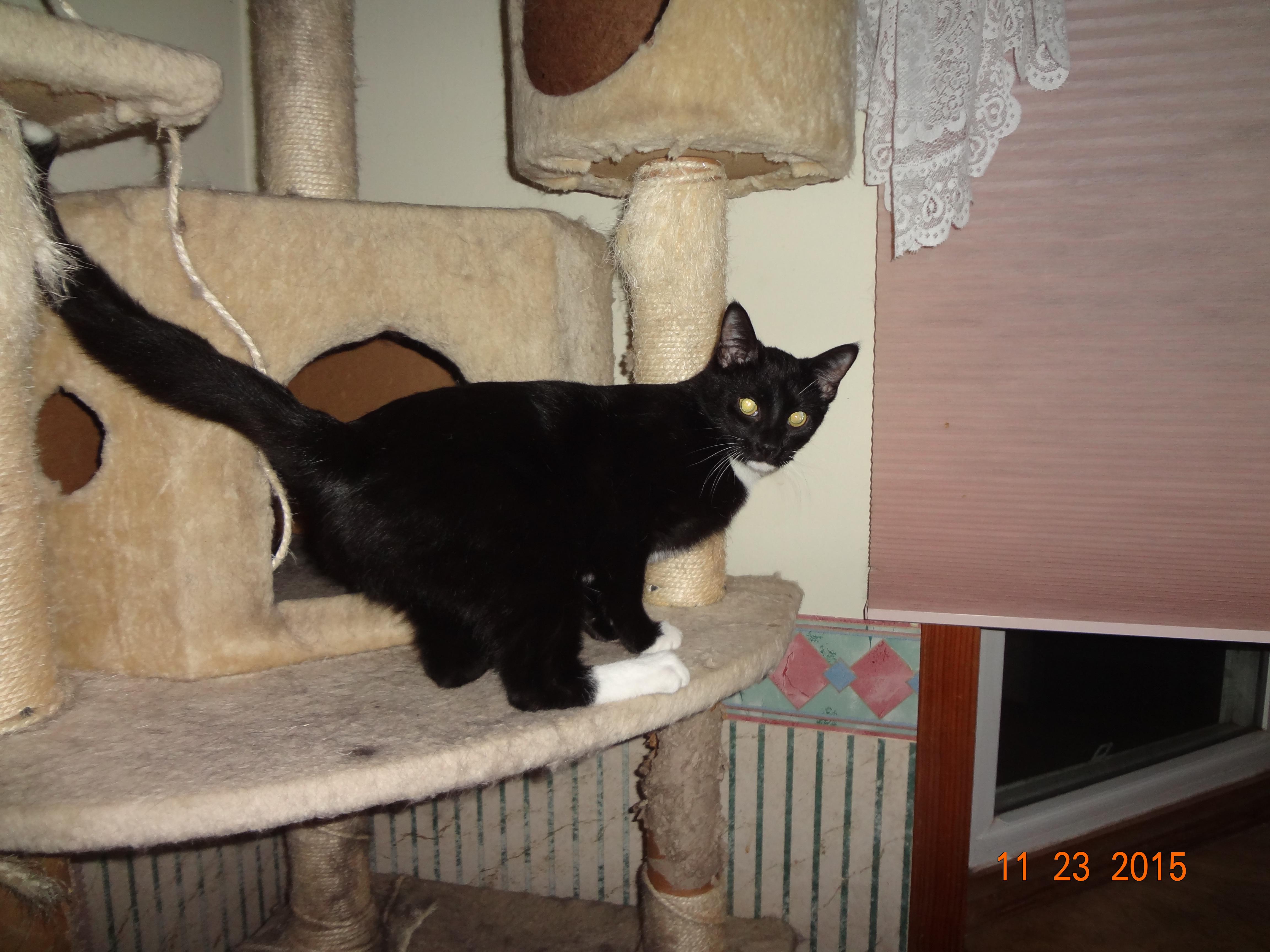 Andy, an adoptable Tuxedo, Domestic Short Hair in Saint Albans, WV, 25177 | Photo Image 4