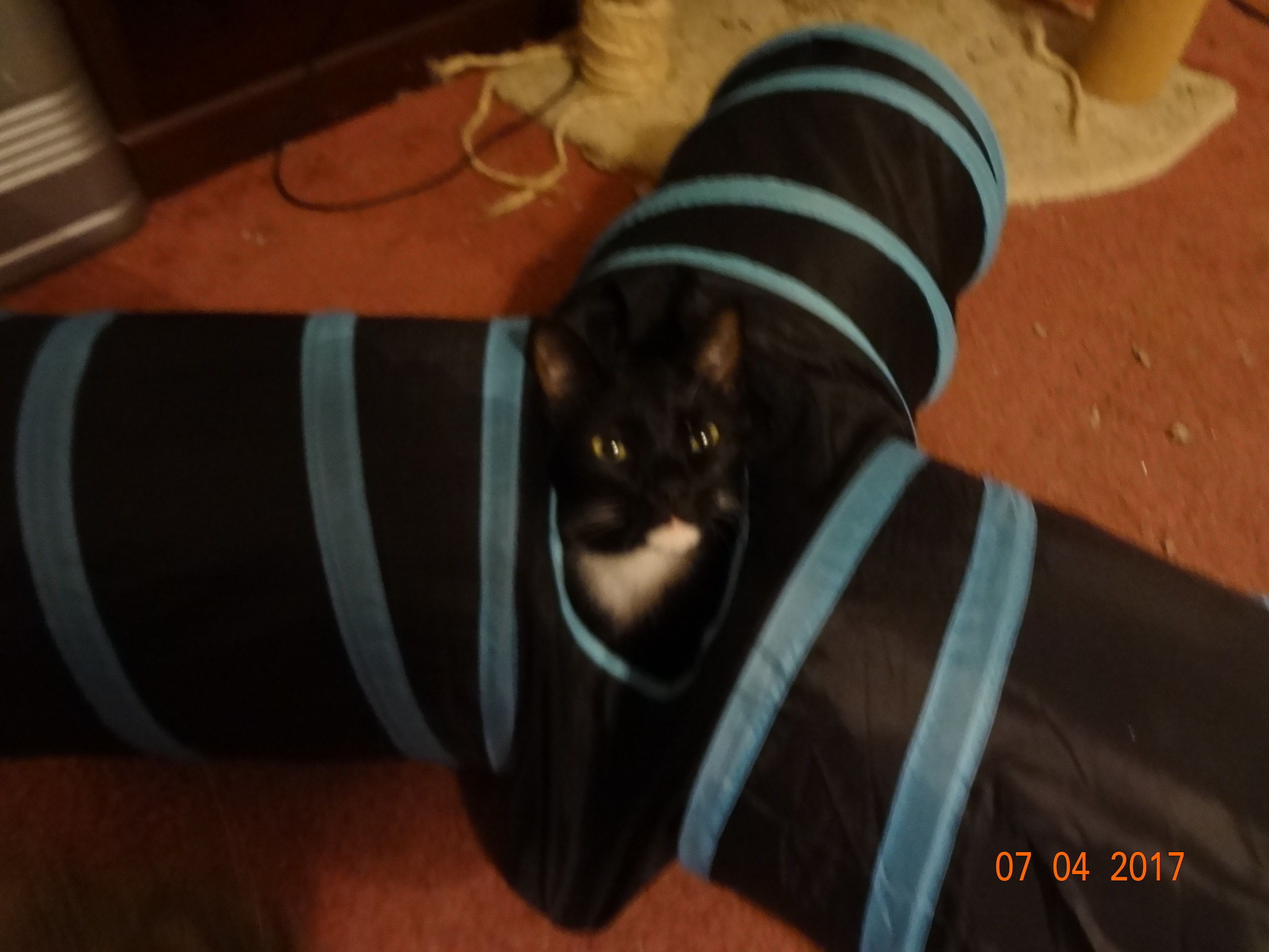 Andy, an adoptable Tuxedo, Domestic Short Hair in Saint Albans, WV, 25177 | Photo Image 1