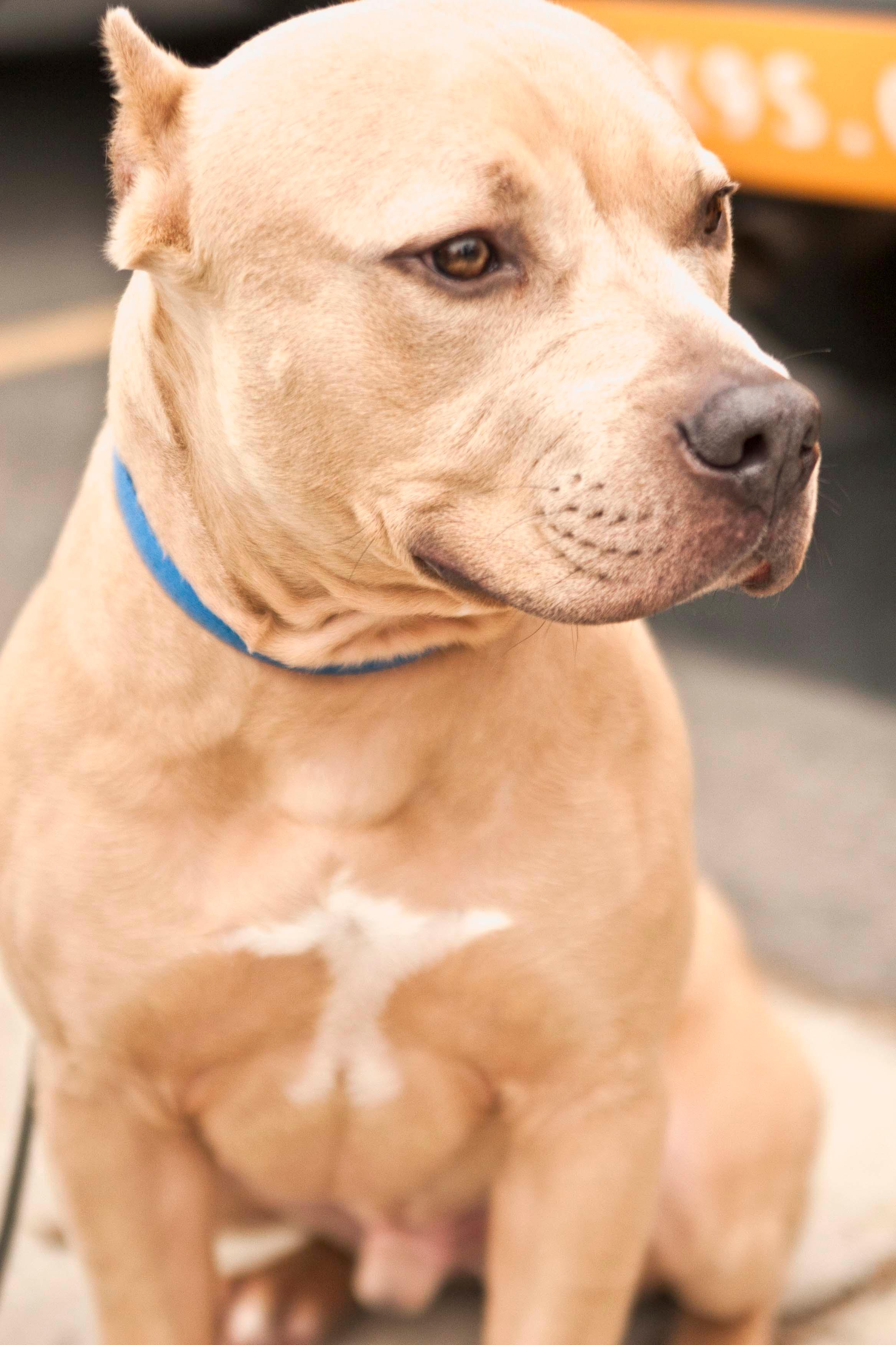 Ziegler, an adoptable Pit Bull Terrier in Burbank, CA, 91505 | Photo Image 1