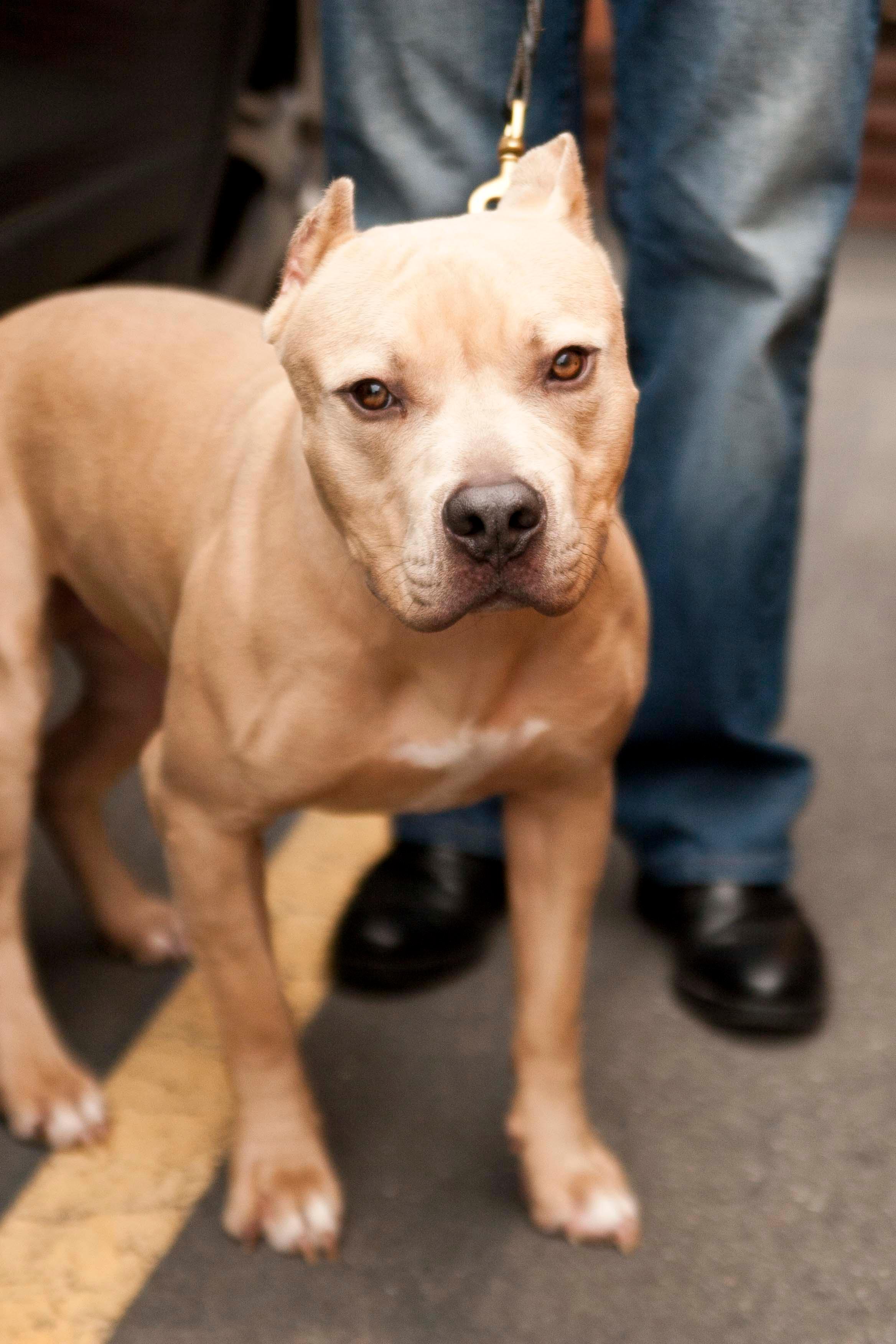 Ziegler, an adoptable Pit Bull Terrier in Burbank, CA, 91505 | Photo Image 3