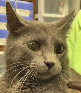 Thunder/Stoick, an adoptable Domestic Short Hair in Portsmouth, OH, 45662 | Photo Image 2