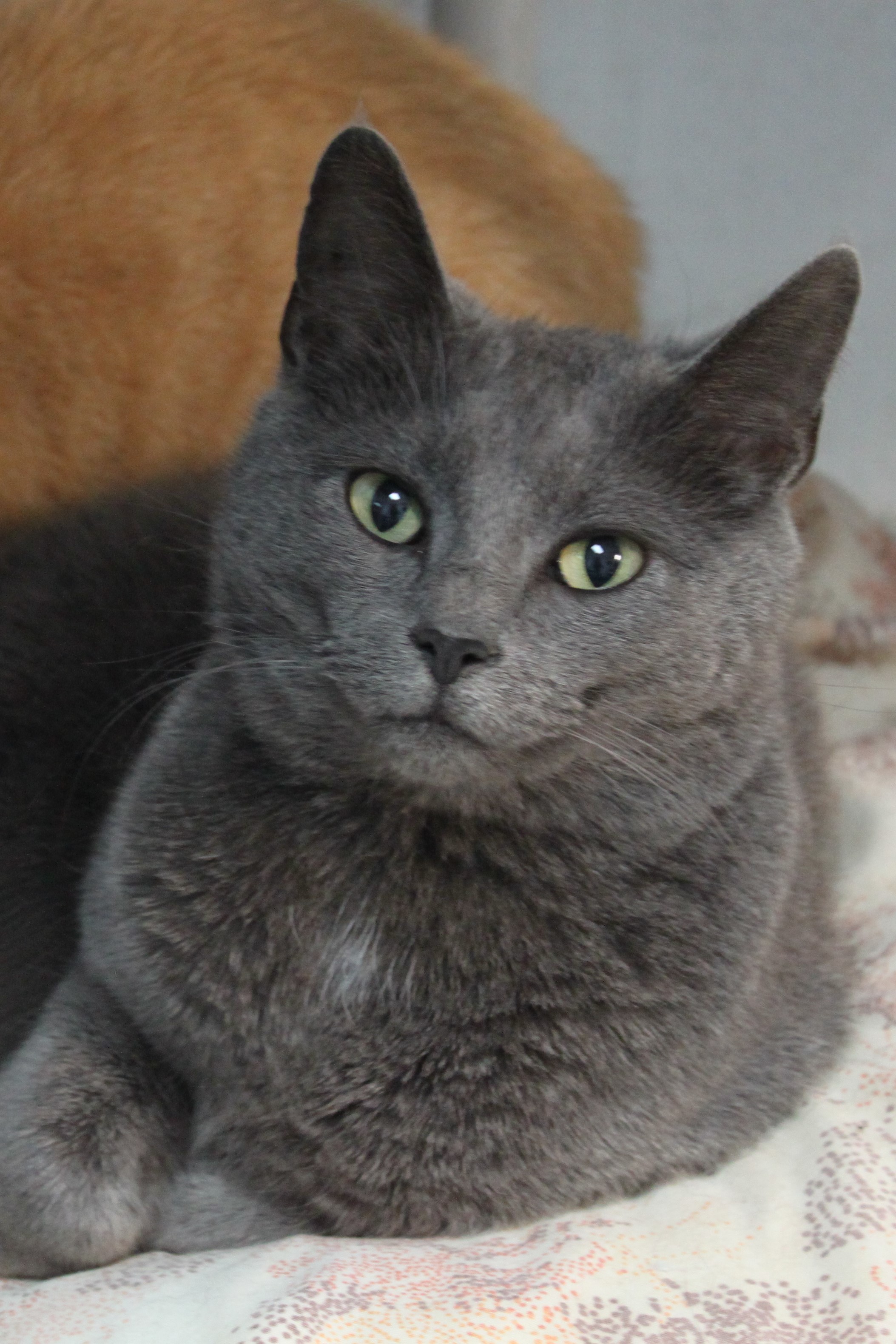 Thunder/Stoick, an adoptable Domestic Short Hair in Portsmouth, OH, 45662 | Photo Image 4