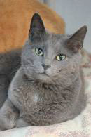 Thunder/Stoick, an adoptable Domestic Short Hair in Portsmouth, OH, 45662 | Photo Image 5