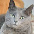 Thunder/Stoick, an adoptable Domestic Short Hair in Portsmouth, OH, 45662 | Photo Image 1