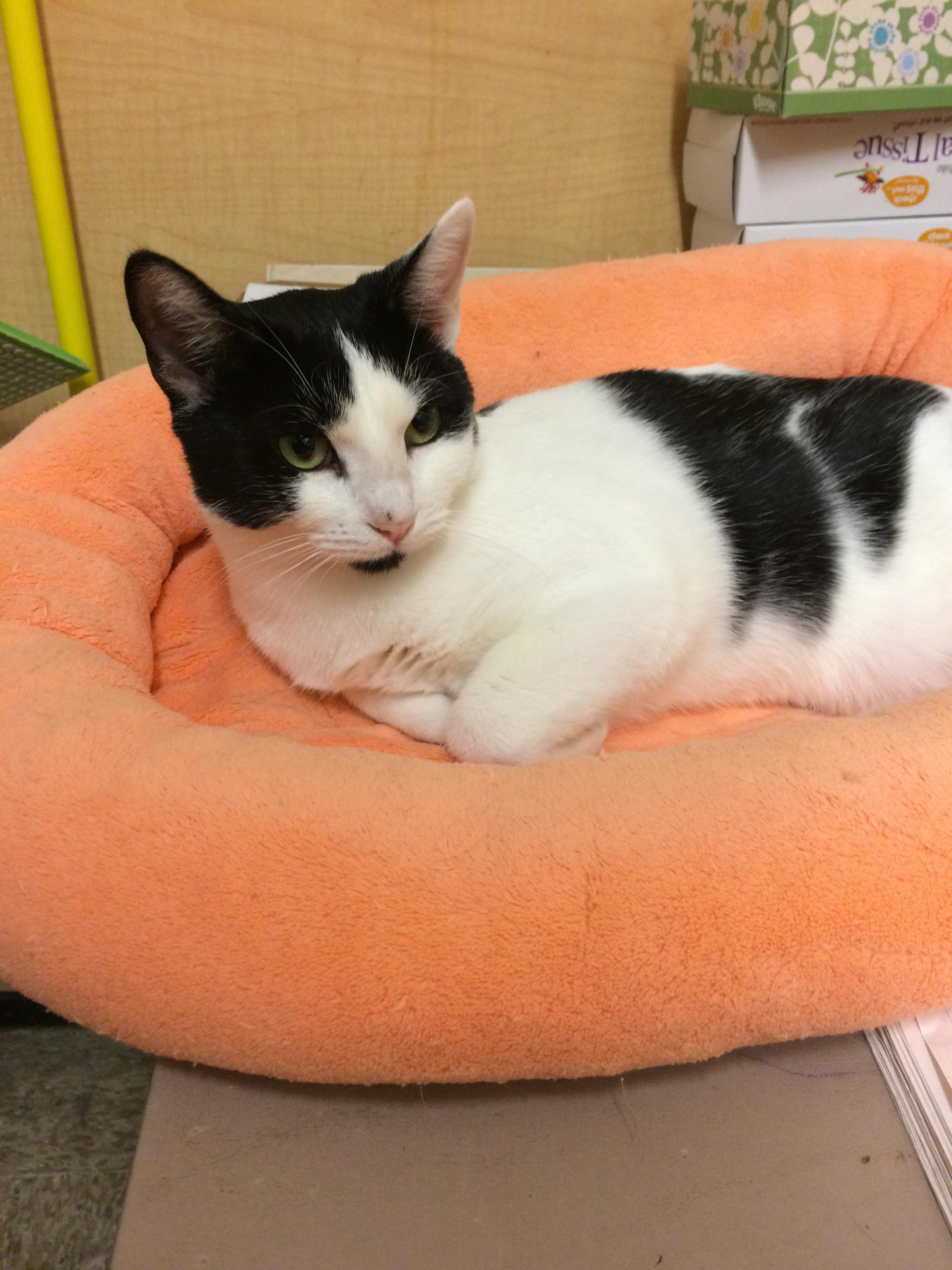 Blossom, an adoptable Domestic Short Hair in Torrance, CA, 90505 | Photo Image 1