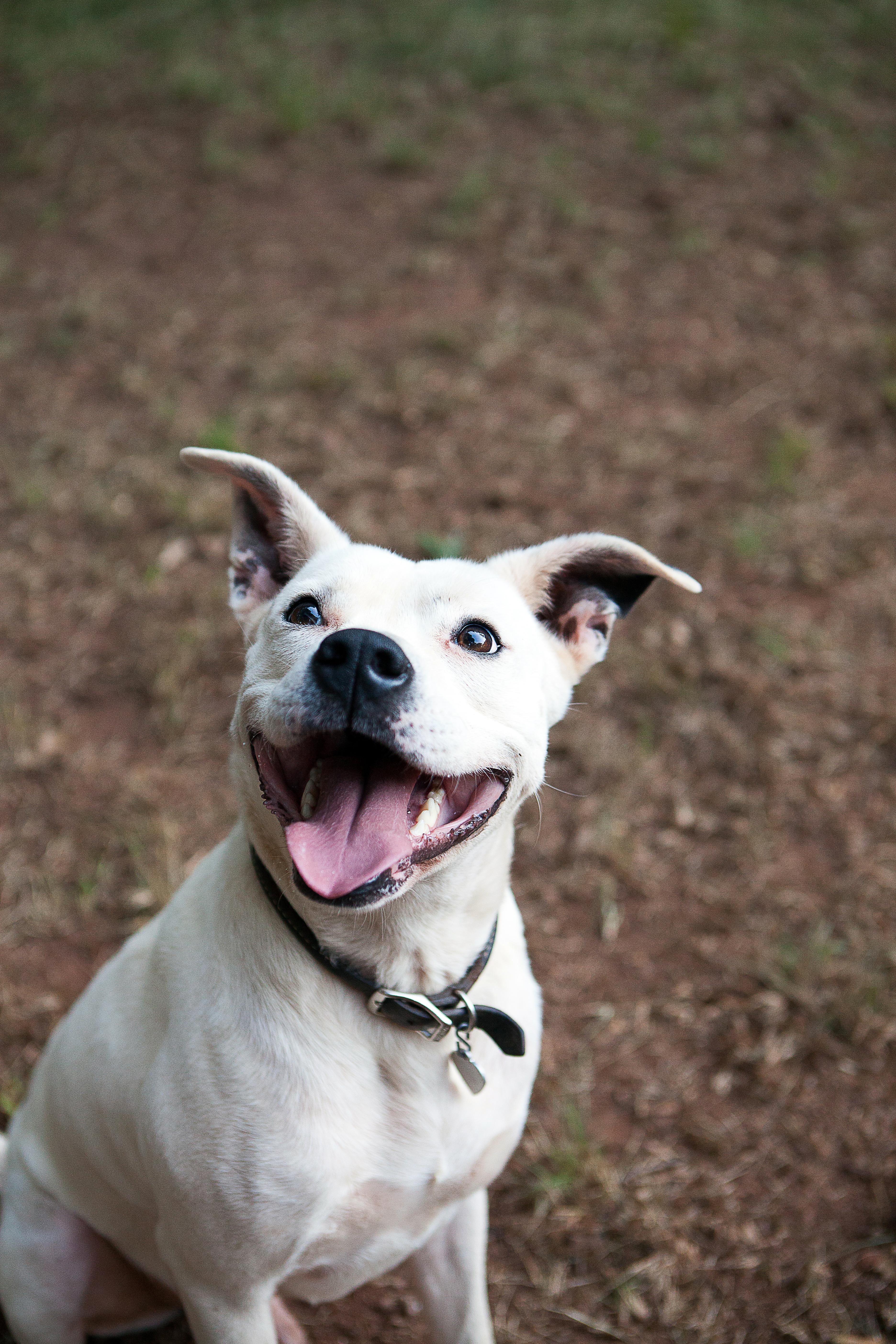 Rocky, an adoptable Boxer, Labrador Retriever in Clarkston, GA, 30021 | Photo Image 1