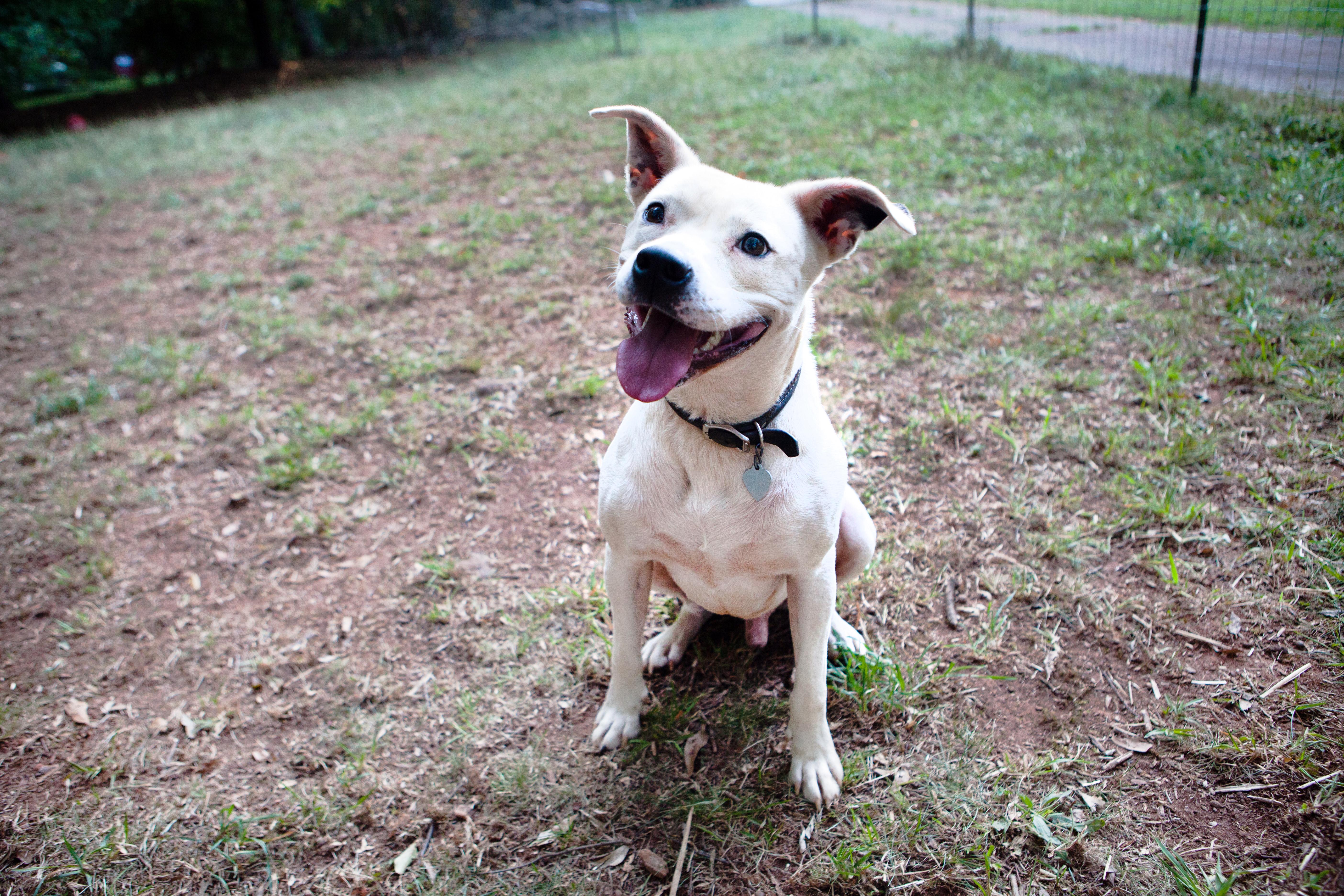 Rocky, an adoptable Boxer, Labrador Retriever in Clarkston, GA, 30021 | Photo Image 2