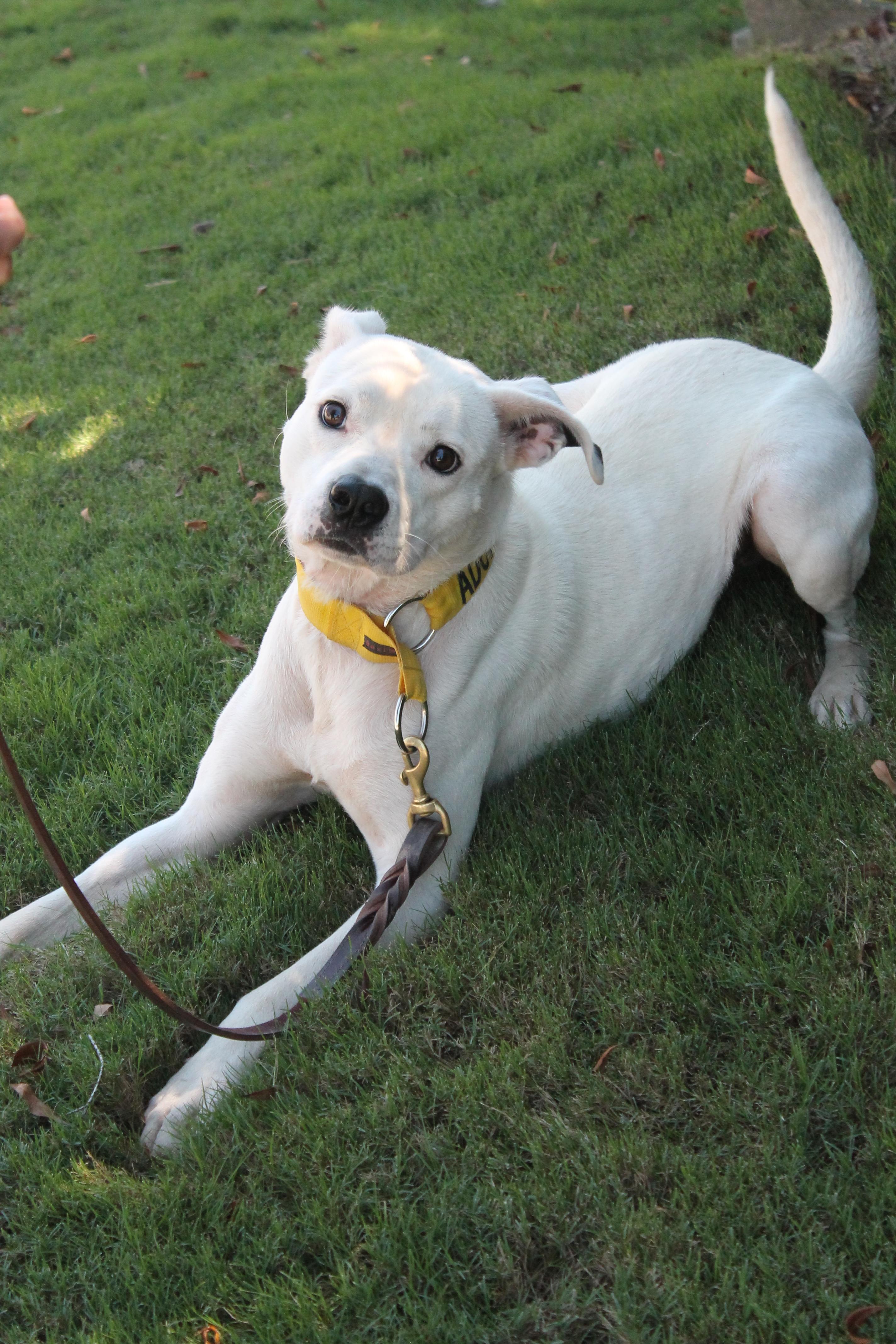Rocky, an adoptable Boxer, Labrador Retriever in Clarkston, GA, 30021 | Photo Image 3