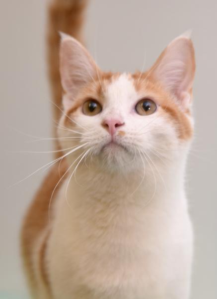 Finnegan, an adoptable Domestic Short Hair, Tabby in Chattanooga, TN, 37415 | Photo Image 4