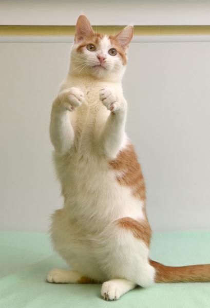 Finnegan, an adoptable Domestic Short Hair, Tabby in Chattanooga, TN, 37415 | Photo Image 6