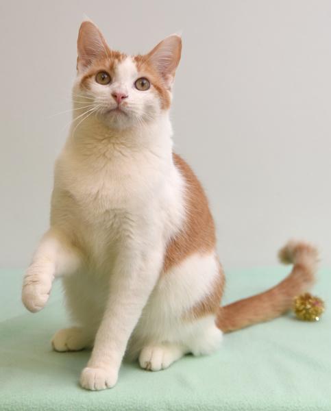 Finnegan, an adoptable Domestic Short Hair, Tabby in Chattanooga, TN, 37415 | Photo Image 8