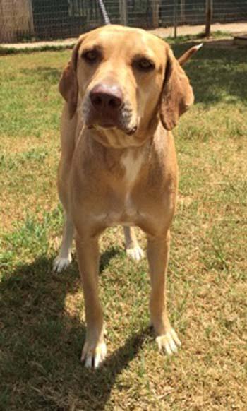 Dog for adoption - Peyton, a Rhodesian Ridgeback ...