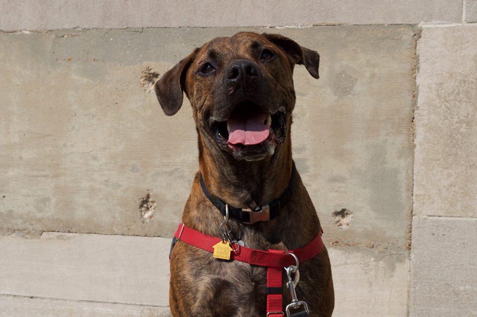 Buster, an adoptable Boxer, Cane Corso in Memphis, TN, 38103 | Photo Image 1